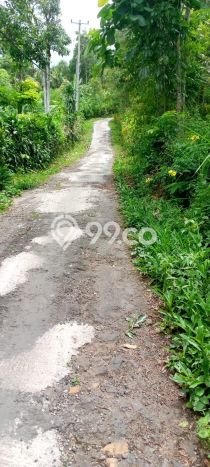 Dijual Tanah Lokasi Lovina, Buleleng Seluas 1000m2 Dijual Tanah Lokasi Lovina, Buleleng Seluas 1000m2