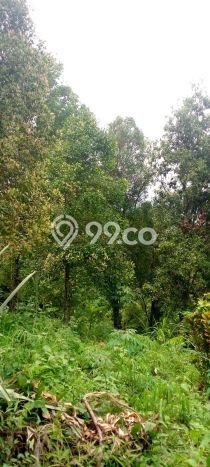 Dijual Tanah Lokasi Lovina, Buleleng Seluas 1000m2 Dijual Tanah Lokasi Lovina, Buleleng Seluas 1000m2