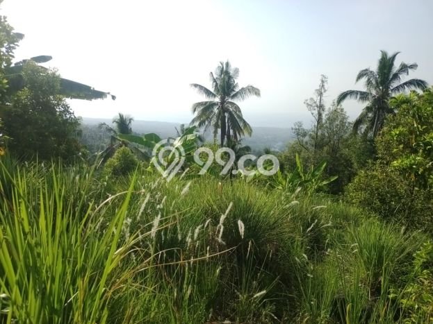 Dijual Tanah 4300m2 di Panji, Buleleng Dijual Tanah 4300m2 di Panji, Buleleng