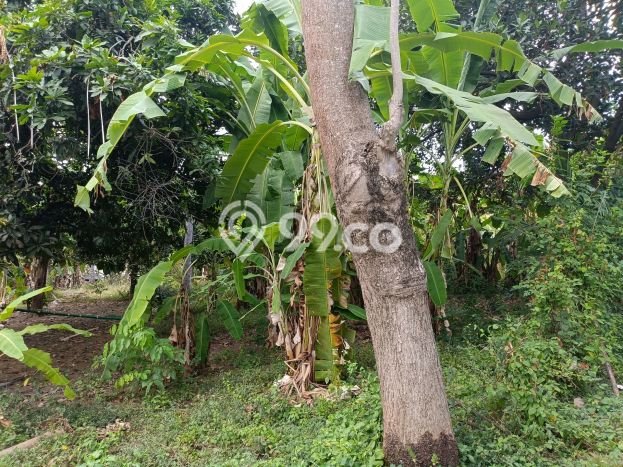 Dijual Tanah di Buleleng, Luas 1000m2 SHM Dijual Tanah di Buleleng, Luas 1000m2 SHM