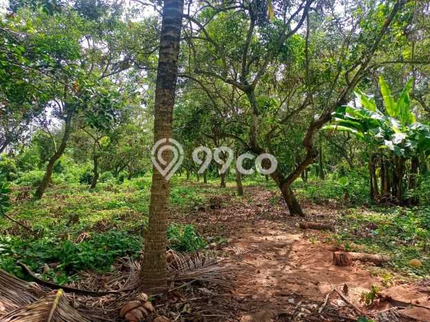 Untuk Dijual Tanah 4000m2 di Lovina, Buleleng Untuk Dijual Tanah 4000m2 di Lovina, Buleleng