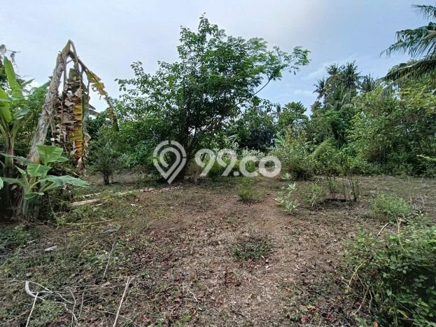 Tanah Kavling Dijual di Lovina, Buleleng dengan Luas Tanah 1950m2 Tanah Kavling Dijual di Lovina, Buleleng dengan Luas Tanah 1950m2