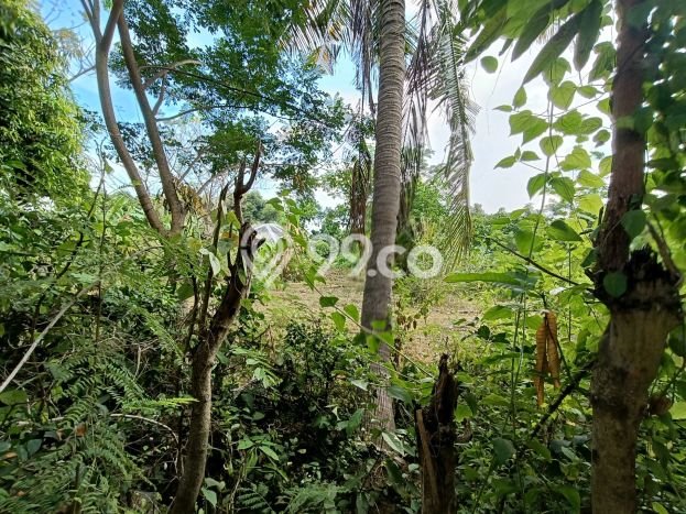Tanah Kavling Dijual di Lovina, Buleleng dengan Luas Tanah 1950m2 Tanah Kavling Dijual di Lovina, Buleleng dengan Luas Tanah 1950m2