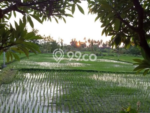 Vila Strategis di , Area 1010m2m², Akses mudah Buleleng, Buleleng Vila Strategis di , Area 1010m2m², Akses mudah Buleleng, Buleleng