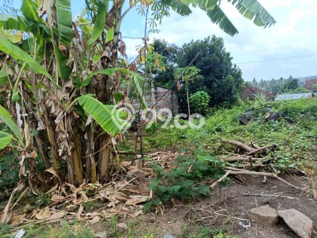 Tanah Kavling Dijual di Lovina, Buleleng dengan Luas Tanah 500m2 Tanah Kavling Dijual di Lovina, Buleleng dengan Luas Tanah 500m2