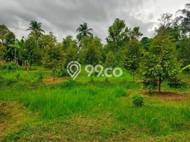 Tanah Kavling Dijual di Panji, Buleleng dengan Luas Tanah 2000m2 Tanah Kavling Dijual di Panji, Buleleng dengan Luas Tanah 2000m2
