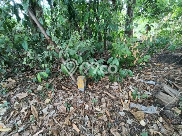 Tanah Kavling Dijual di Lovina, Buleleng dengan Luas Tanah 1950m2 Tanah Kavling Dijual di Lovina, Buleleng dengan Luas Tanah 1950m2