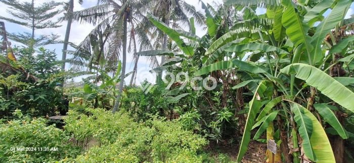 Tanah Kavling Dijual di Canggu, Badung dengan Luas Tanah 500m2 Tanah Kavling Dijual di Canggu, Badung dengan Luas Tanah 500m2