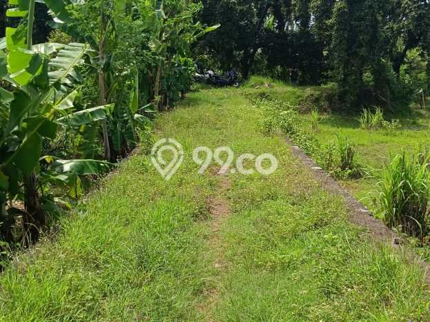 Kavling Tanah Dijual di Buleleng, Buleleng, Luas 1000m2 Area Strategis Kavling Tanah Dijual di Buleleng, Buleleng, Luas 1000m2 Area Strategis