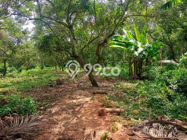 Untuk Dijual Tanah 4000m2 di Lovina, Buleleng Untuk Dijual Tanah 4000m2 di Lovina, Buleleng