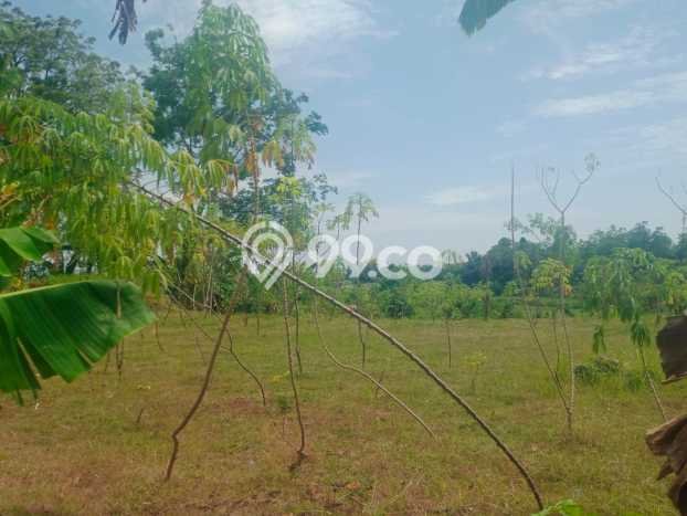 Lahan Dijual Lokasi Strategis di Buleleng dengan Luas 1200m2 Lahan Dijual Lokasi Strategis di Buleleng dengan Luas 1200m2