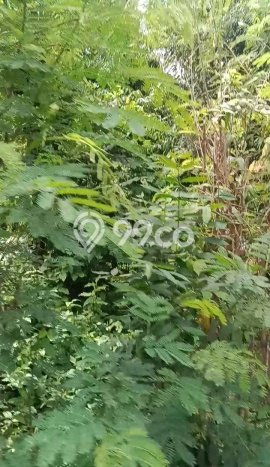 Tanah Kavling untuk Dijual di Gerokgak Buleleng 1000m2 Tanah Kavling untuk Dijual di Gerokgak Buleleng 1000m2