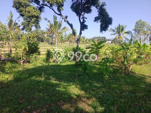 Tanah Dijual di Buleleng Seluas 2000m2 Strategis Tanah Dijual di Buleleng Seluas 2000m2 Strategis