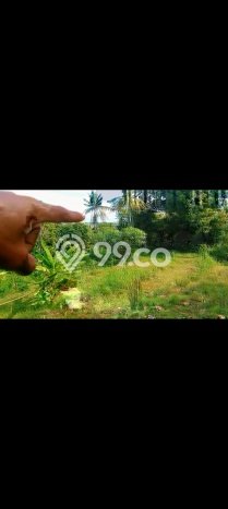 Tanah Investasi Dijual di Buleleng Punya Luas 2000m2 Tanah Investasi Dijual di Buleleng Punya Luas 2000m2