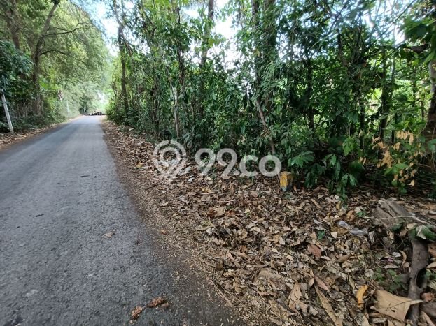 Tanah Kavling Dijual di Lovina, Buleleng dengan Luas Tanah 1950m2 Tanah Kavling Dijual di Lovina, Buleleng dengan Luas Tanah 1950m2