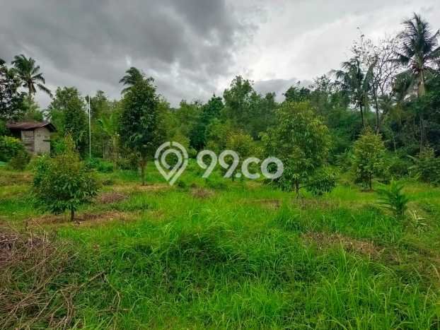 Tanah Kavling Dijual di Panji, Buleleng dengan Luas Tanah 2000m2 Tanah Kavling Dijual di Panji, Buleleng dengan Luas Tanah 2000m2
