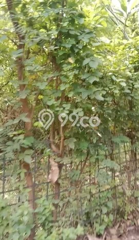 Tanah Kavling untuk Dijual di Gerokgak Buleleng 1000m2 Tanah Kavling untuk Dijual di Gerokgak Buleleng 1000m2