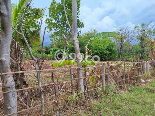 Tanah Dijual di Buleleng Seluas 1250m2 Strategis Tanah Dijual di Buleleng Seluas 1250m2 Strategis