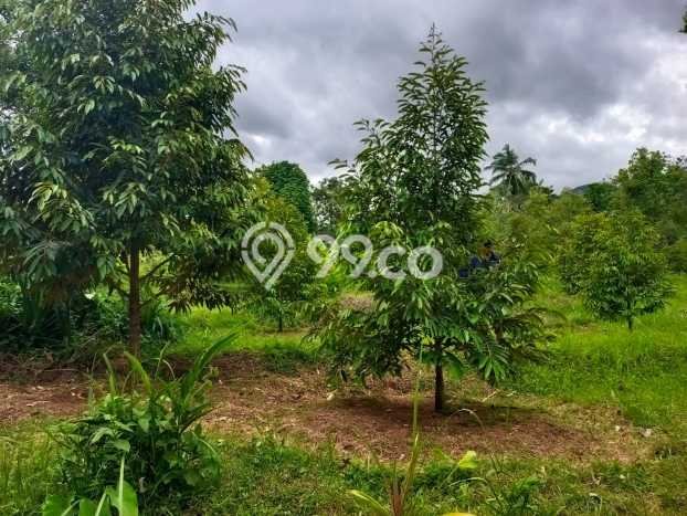Tanah Kavling Dijual di Panji, Buleleng dengan Luas Tanah 2000m2 Tanah Kavling Dijual di Panji, Buleleng dengan Luas Tanah 2000m2