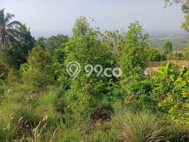 Dijual Tanah 4300m2 di Panji, Buleleng Dijual Tanah 4300m2 di Panji, Buleleng