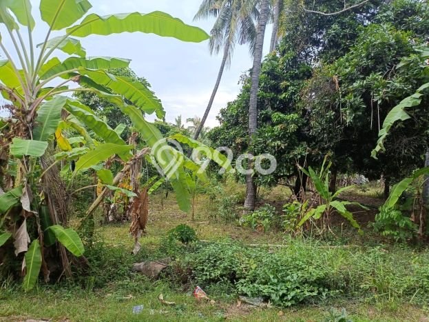 Dijual Tanah di Buleleng, Luas 1000m2 SHM Dijual Tanah di Buleleng, Luas 1000m2 SHM