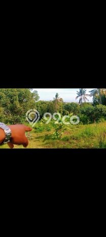 Tanah Investasi Dijual di Buleleng Punya Luas 2000m2 Tanah Investasi Dijual di Buleleng Punya Luas 2000m2