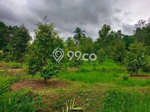 Tanah Kavling Dijual di Panji, Buleleng dengan Luas Tanah 2000m2 Tanah Kavling Dijual di Panji, Buleleng dengan Luas Tanah 2000m2