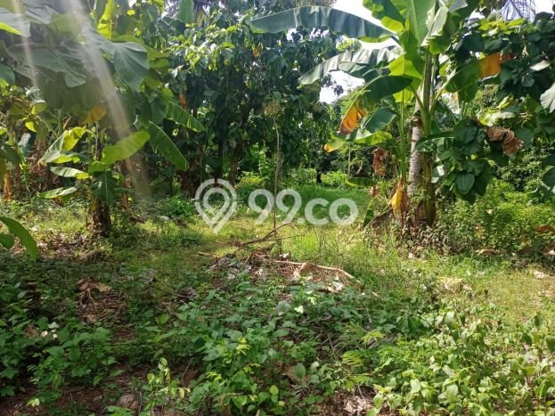 Dijual Tanah Lokasi Lovina, Buleleng Seluas 580m2 Dijual Tanah Lokasi Lovina, Buleleng Seluas 580m2