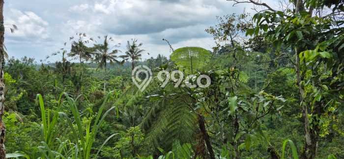 Lahan Dijual Lokasi Payangan, Gianyar dengan Luas Tanah 64000m2 dan Status SHM Lahan Dijual Lokasi Payangan, Gianyar dengan Luas Tanah 64000m2 dan Status SHM