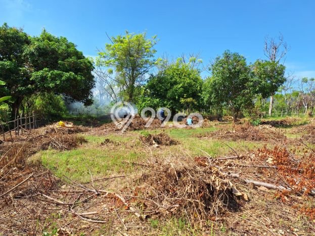 Tanah Dijual di Buleleng Seluas 1250m2 Strategis Tanah Dijual di Buleleng Seluas 1250m2 Strategis
