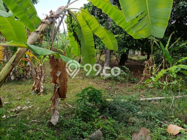 Dijual Tanah di Buleleng, Luas 1000m2 SHM Dijual Tanah di Buleleng, Luas 1000m2 SHM
