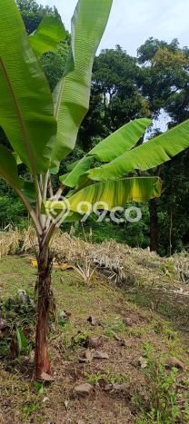 Rumah Minimalis 2 KT di Kayuputih Buleleng Unfurnished Rumah Minimalis 2 KT di Kayuputih Buleleng Unfurnished