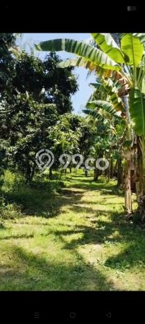 Lahan untuk Dijual di Gerokgak Buleleng Luas 5000m2 Lahan untuk Dijual di Gerokgak Buleleng Luas 5000m2