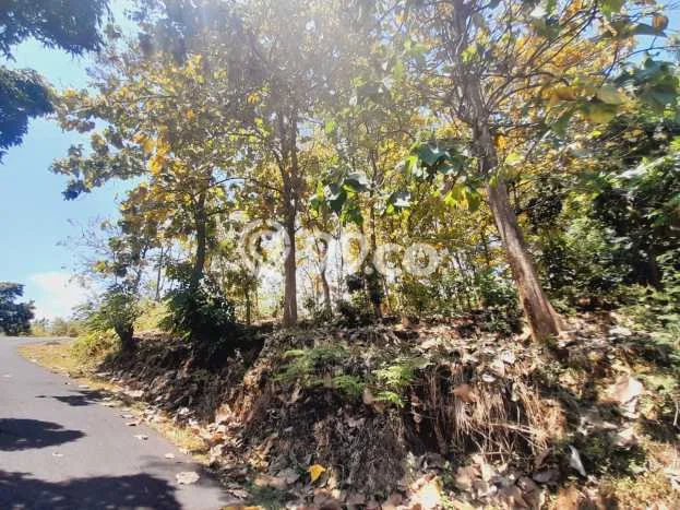 Tanah Investasi Dijual di Buleleng Punya Luas 1775m2 Tanah Investasi Dijual di Buleleng Punya Luas 1775m2