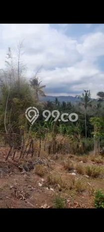 Tanah Dijual di Buleleng Seluas 2500m2 Strategis Tanah Dijual di Buleleng Seluas 2500m2 Strategis