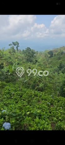 Dijual Tanah Lokasi Wanagiri, Buleleng Seluas 7000m2 Dijual Tanah Lokasi Wanagiri, Buleleng Seluas 7000m2