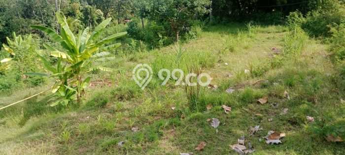 Tanah Investasi Dijual di Buleleng Punya Luas 2000m2 Tanah Investasi Dijual di Buleleng Punya Luas 2000m2
