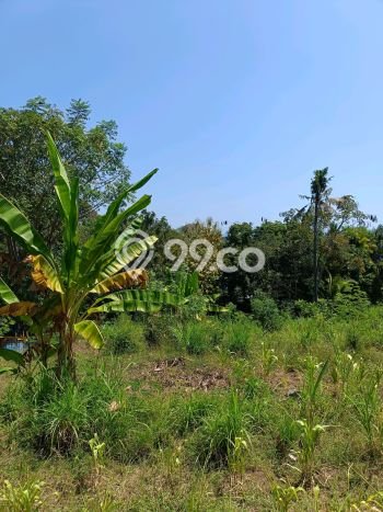 Tanah Investasi Dijual di Buleleng Punya Luas 2000m2 Tanah Investasi Dijual di Buleleng Punya Luas 2000m2