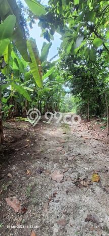 Tanah Kavling Dijual di Canggu, Badung dengan Luas Tanah 500m2 Tanah Kavling Dijual di Canggu, Badung dengan Luas Tanah 500m2