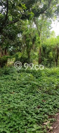 Lahan untuk Dijual di Gerokgak Buleleng Luas 900m2 Lahan untuk Dijual di Gerokgak Buleleng Luas 900m2