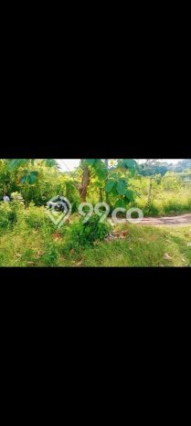 Tanah Investasi Dijual di Buleleng Punya Luas 2000m2 Tanah Investasi Dijual di Buleleng Punya Luas 2000m2