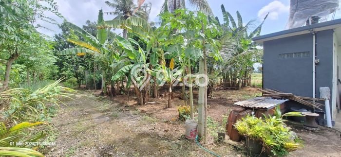 Tanah Kavling Dijual di Canggu, Badung dengan Luas Tanah 500m2 Tanah Kavling Dijual di Canggu, Badung dengan Luas Tanah 500m2