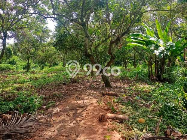 Untuk Dijual Tanah 4000m2 di Lovina, Buleleng Untuk Dijual Tanah 4000m2 di Lovina, Buleleng