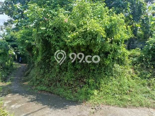 Lahan untuk Dijual di Gerokgak Buleleng Luas 5000m2 Lahan untuk Dijual di Gerokgak Buleleng Luas 5000m2