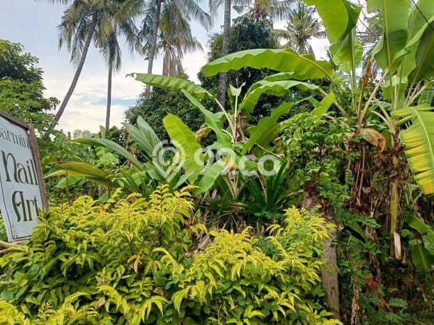 Dijual Tanah di Buleleng, Luas 1000m2 SHM Dijual Tanah di Buleleng, Luas 1000m2 SHM