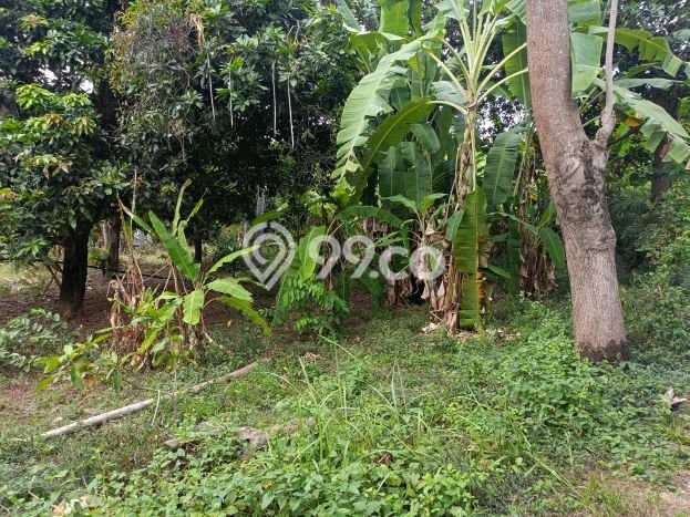 Dijual Tanah di Buleleng, Luas 1000m2 SHM Dijual Tanah di Buleleng, Luas 1000m2 SHM