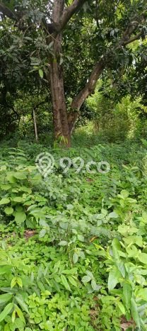 Lahan untuk Dijual di Gerokgak Buleleng Luas 900m2 Lahan untuk Dijual di Gerokgak Buleleng Luas 900m2