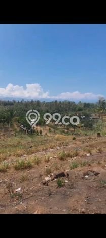 Tanah Dijual di Buleleng Seluas 2500m2 Strategis Tanah Dijual di Buleleng Seluas 2500m2 Strategis