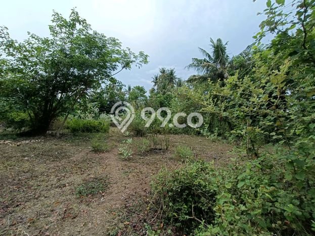 Tanah Kavling Dijual di Lovina, Buleleng dengan Luas Tanah 1950m2 Tanah Kavling Dijual di Lovina, Buleleng dengan Luas Tanah 1950m2