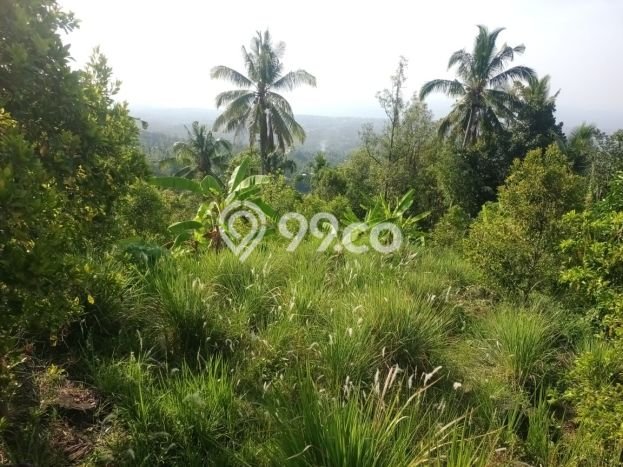 Dijual Tanah 4300m2 di Panji, Buleleng Dijual Tanah 4300m2 di Panji, Buleleng